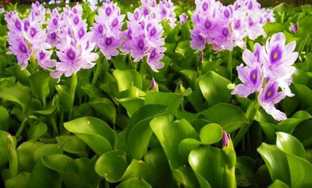 Water Hyacinths Floating Water Garden Plants (12 live plants)