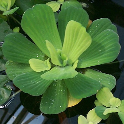 Water Lettuce - Floating Live Pond Plants by Aquarium Plants Discounts